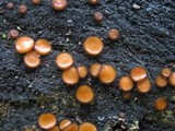 Scutellinia crinita image