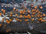Scutellinia crinita image