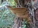 Fuscoporia torulosa image
