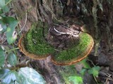 Fuscoporia torulosa image