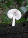 Pluteus salicinus image