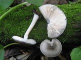 Pluteus salicinus image