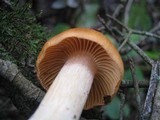 Cuphophyllus pratensis image