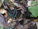 Microglossum olivaceum image