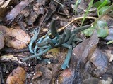 Microglossum olivaceum image