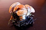 Clitocybe phyllophila image