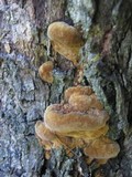 Inonotus cuticularis image