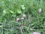 Panaeolus goossensiae image