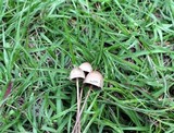Panaeolus goossensiae image