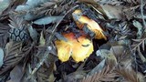 Hygrocybe punicea image