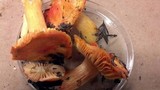 Hygrocybe punicea image
