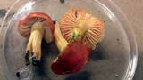 Hygrocybe punicea image