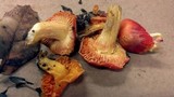 Hygrocybe punicea image