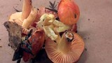 Hygrocybe punicea image