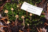 Galerina vittiformis image