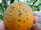 Guignardia citricarpa image