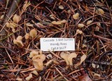 Spathularia flavida image