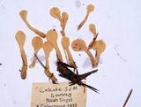 Spathularia flavida image