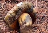 Boletus haematinus image