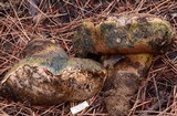 Boletus haematinus image