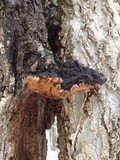 Phellinus robiniae image