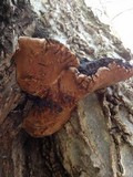 Phellinus robiniae image