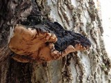 Phellinus robiniae image