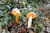 Hygrocybe aurantiosplendens image