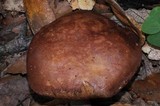 Sutorius eximius image