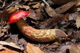 Boletus frostii image
