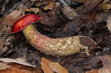 Boletus frostii image