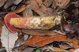 Boletus frostii image