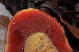 Boletus frostii image