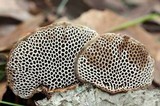 Hexagonia hirta image