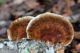 Hexagonia hirta image