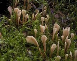 Spathularia neesii image