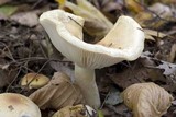 Hygrophorus tennesseensis image