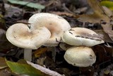 Hygrophorus tennesseensis image