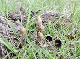 Panaeolus papilionaceus var. parvisporus image