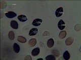 Panaeolus papilionaceus var. parvisporus image