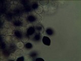 Panaeolus papilionaceus var. parvisporus image