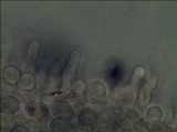 Panaeolus papilionaceus var. parvisporus image
