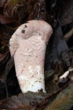 Hypomyces hyalinus image