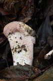 Hypomyces hyalinus image