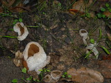 Peziza vesiculosa image