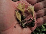 Aphelaria tuberosa image