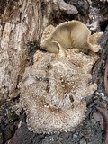 Lentinus swartzii image