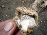 Lentinus swartzii image
