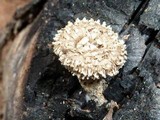 Lentinus swartzii image