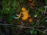 Hygrocybe quieta image